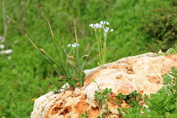 Grüne Pflanzen Wachsen Unter Schwierigen Bedingungen Auf Steinen Und Felsen — Stockfoto