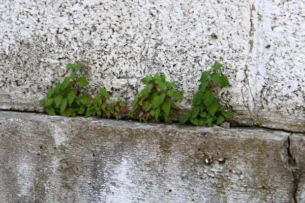 緑の植物は石や岩では難しい状態で成長します 石の質感 — ストック写真