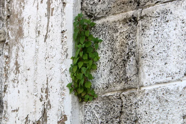 green plants grow in difficult conditions on stones and rocks. stone texture