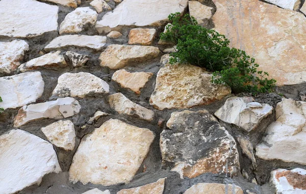 Plantas Verdes Crescem Condições Difíceis Pedras Rochas Textura Pedra — Fotografia de Stock