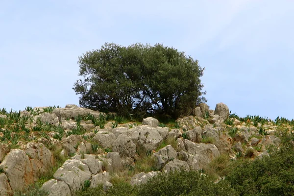 緑の植物は石や岩では難しい状態で成長します 石の質感 — ストック写真