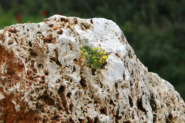 緑の植物は石や岩では難しい状態で成長します 石の質感 — ストック写真