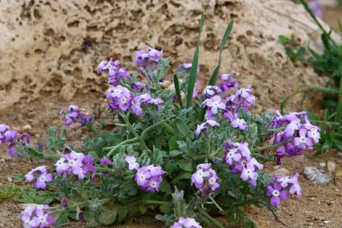 Yeşil bitkiler taşların ve kayaların üzerinde zor koşullarda büyürler. taş dokusu 