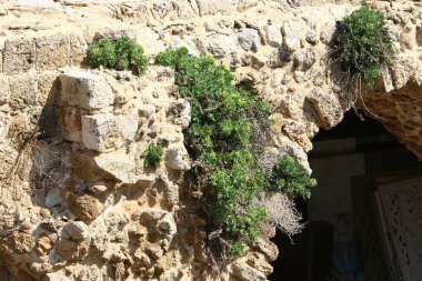 Yeşil bitkiler taşların ve kayaların üzerinde zor koşullarda büyürler. taş dokusu 
