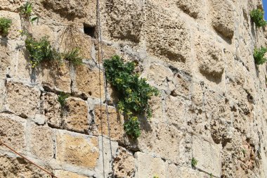 Yeşil bitkiler taşların ve kayaların üzerinde zor koşullarda büyürler. taş dokusu 