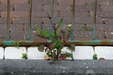 Yeşil bitkiler taşların ve kayaların üzerinde zor koşullarda büyürler. taş dokusu 