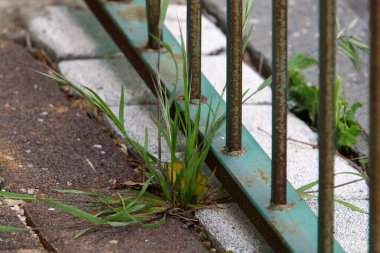 Yeşil bitkiler taşların ve kayaların üzerinde zor koşullarda büyürler. taş dokusu 