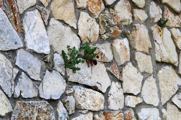 Plantas Verdes Crescem Condições Difíceis Pedras Rochas Textura Pedra — Fotografia de Stock