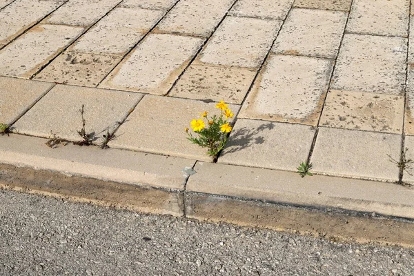 緑の植物は石や岩では難しい状態で成長します 石の質感 — ストック写真