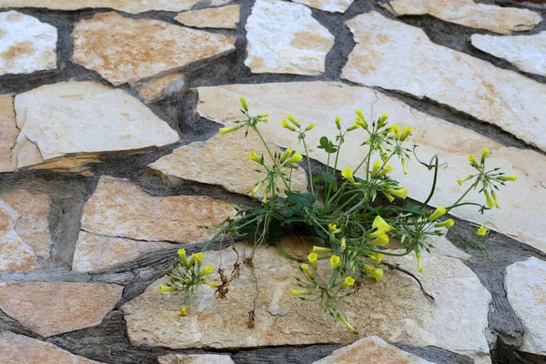 Zielone Rośliny Rosną Trudnych Warunkach Kamieniach Skałach Tekstura Kamienia — Zdjęcie stockowe
