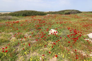 Kuzey İsrail 'de Akdeniz kıyılarında denizşakayıkları çiçek açıyor 