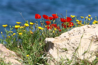 Kuzey İsrail 'de Akdeniz kıyılarında denizşakayıkları çiçek açıyor 