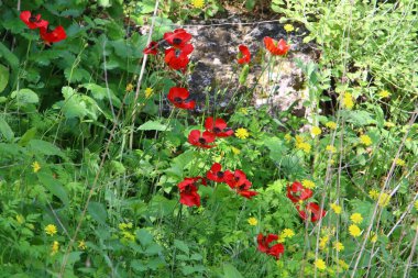 Kuzey İsrail 'de Akdeniz kıyılarında denizşakayıkları çiçek açıyor 