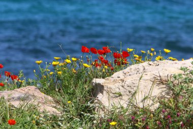 Kuzey İsrail 'de Akdeniz kıyılarında denizşakayıkları çiçek açıyor 