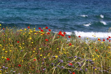 Kuzey İsrail 'de Akdeniz kıyılarında denizşakayıkları çiçek açıyor 