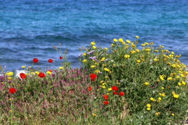 Kuzey İsrail 'de Akdeniz kıyılarında denizşakayıkları çiçek açıyor 