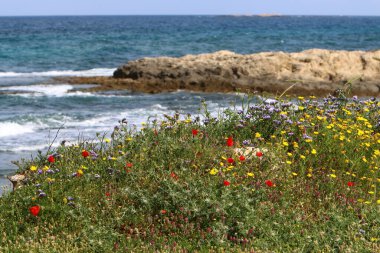 Kuzey İsrail 'de Akdeniz kıyılarında denizşakayıkları çiçek açıyor 