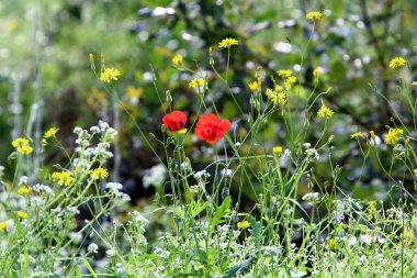 Kuzey İsrail 'de Akdeniz kıyılarında denizşakayıkları çiçek açıyor 
