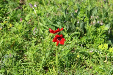 Kuzey İsrail 'de Akdeniz kıyılarında denizşakayıkları çiçek açıyor 