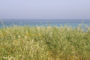 Kuzey İsrail 'de Akdeniz kıyılarında denizşakayıkları çiçek açıyor 