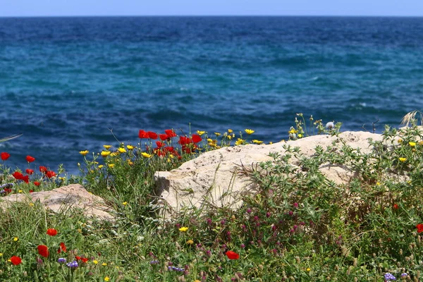 Fioriscono Gli Anemoni Sulle Rive Del Mar Mediterraneo Nel Nord — Foto Stock