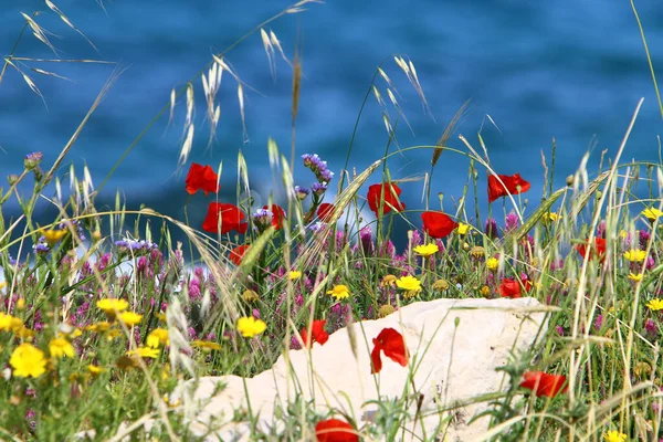 Las Anémonas Florecen Las Orillas Del Mar Mediterráneo Norte Israel — Foto de Stock