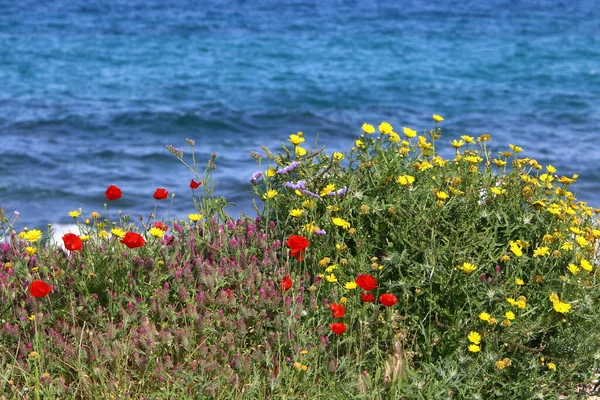 Kuzey İsrail 'de Akdeniz kıyılarında denizşakayıkları çiçek açıyor 