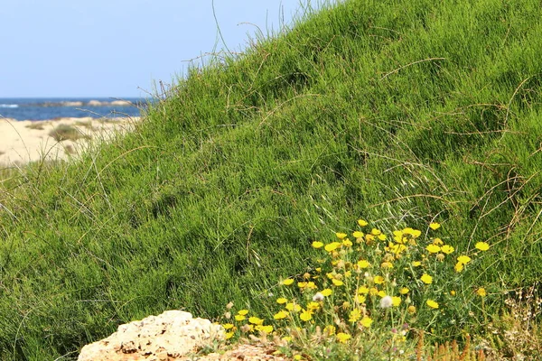 Fioriscono Gli Anemoni Sulle Rive Del Mar Mediterraneo Nel Nord — Foto Stock
