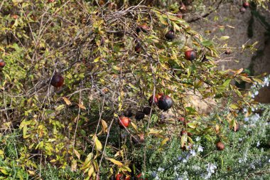 Yaşlı ve kurumuş nar ağaçta asılı geçen yılın mahsullerinin kalıntıları. 