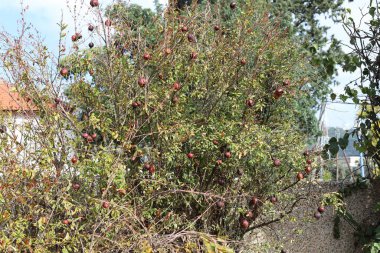 Yaşlı ve kurumuş nar ağaçta asılı geçen yılın mahsullerinin kalıntıları. 
