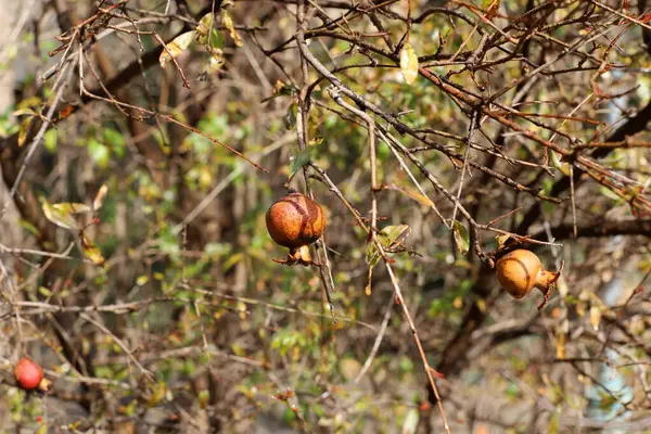 Vecchi Secchi Melograni Appendere Sull Albero Resti Del Raccolto Dello — Foto Stock