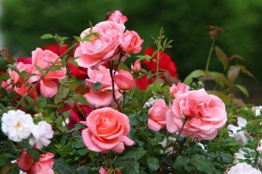 Kuzey İsrail 'deki bir şehir parkında büyük pembe güller açıyor. 