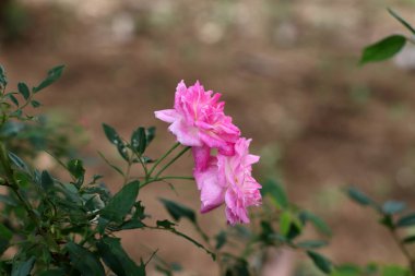 Kuzey İsrail 'deki bir şehir parkında büyük pembe güller açıyor. 