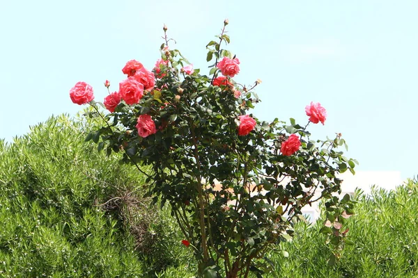 Grandes Rosas Rosa Florescem Parque Cidade Norte Israel — Fotografia de Stock