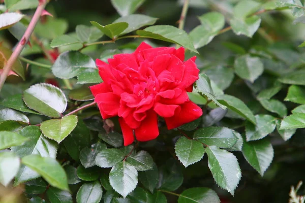 Große Rosa Rosen Blühen Einem Stadtpark Nordisrael — Stockfoto