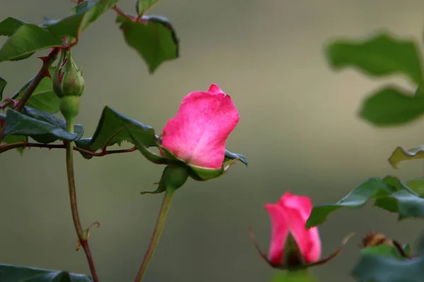 Duże Różowe Róże Kwitną Parku Miejskim Północnym Izraelu — Zdjęcie stockowe