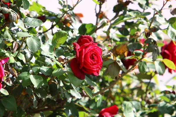 Stora Rosa Rosor Blommar Stadspark Norra Israel — Stockfoto