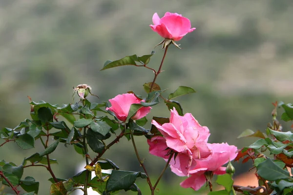 Μεγάλα Ροζ Τριαντάφυλλα Ανθίζουν Ένα Πάρκο Της Πόλης Στο Βόρειο — Φωτογραφία Αρχείου