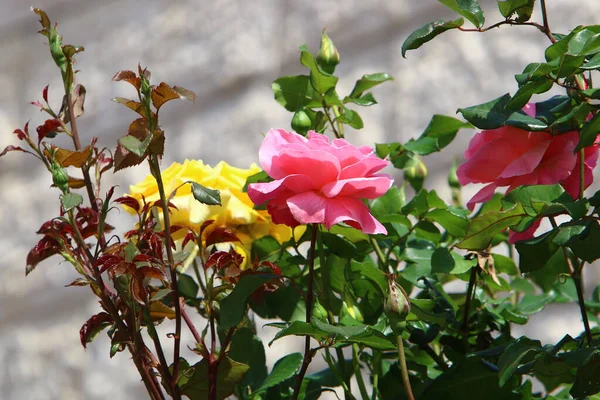 Grandi Rose Rosa Fioriscono Parco Cittadino Nel Nord Israele — Foto Stock