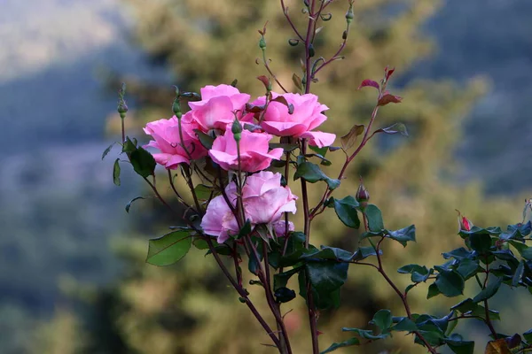 Grote Roze Rozen Bloeien Een Stadspark Het Noorden Van Israël — Stockfoto