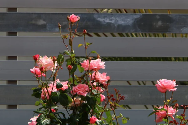 Stora Rosa Rosor Blommar Stadspark Norra Israel — Stockfoto