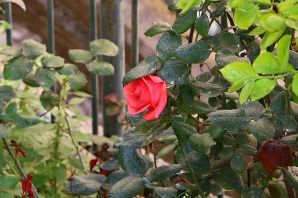 Kuzey Srail Deki Bir Şehir Parkında Büyük Pembe Güller Açıyor — Stok fotoğraf