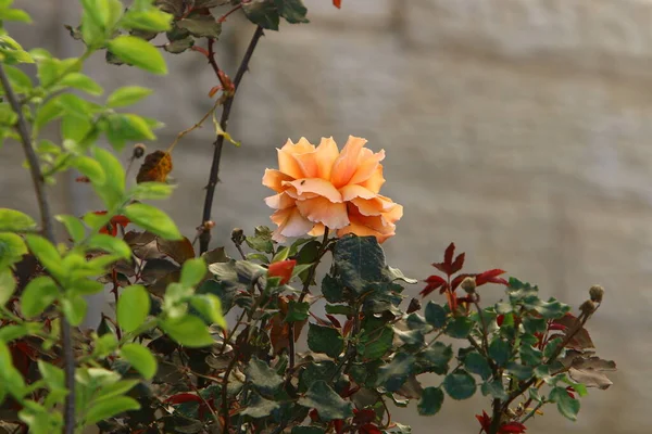 Velké Růžové Růže Kvetou Městském Parku Severním Izraeli — Stock fotografie