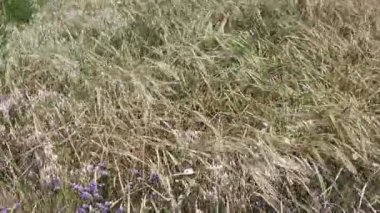 İsrail 'in kuzeyindeki Akdeniz kıyısında vahşi bir sahil. 