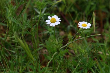 Kuzey İsrail 'deki bir ormanda güzel papatyalar çiçek açtı. 