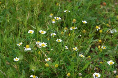 Kuzey İsrail 'deki bir ormanda güzel papatyalar çiçek açtı. 
