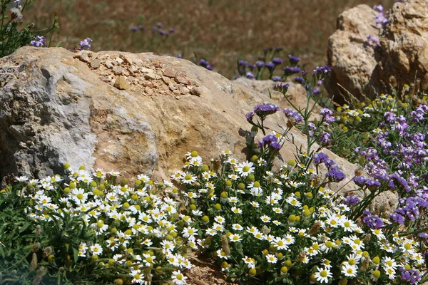 Vackra Prästkragar Blommade Skogsglänta Norra Israel — Stockfoto