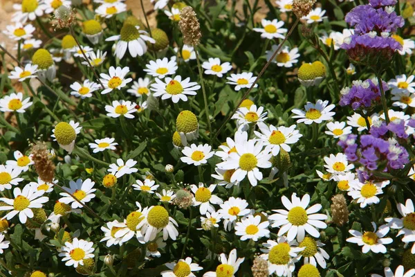 Margaridas Bonitas Floresceram Uma Clareira Florestal Norte Israel — Fotografia de Stock