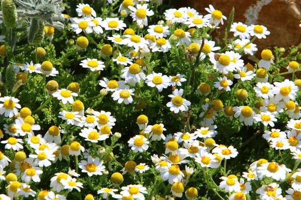 Margaridas Bonitas Floresceram Uma Clareira Florestal Norte Israel — Fotografia de Stock