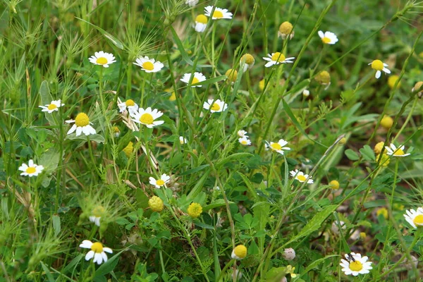 Bellissime Margherite Fiorite Una Radura Forestale Nel Nord Israele — Foto Stock